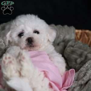 Joy, Bichon Frise Puppy